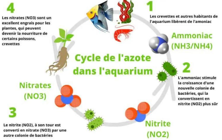 nettoyage aquarium facile