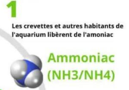 Ammoniac aquarium